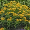 'Hello Yellow' Milkweed -Flowers Sales Store 58f0e0acaa4e217597a9c56d8c0934f5