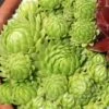'Allionii' Hens & Chicks -Flowers Sales Store 596 2353 popup 22fbe393 c0f3 4c7c 8afa 688bb6edb19f sw