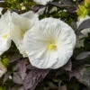 Summerific® 'Cookies And Cream' Perennial Hibiscus -Flowers Sales Store 5b4dadb4580e74043ab8b68bfd3cdb06