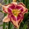 Rainbow Rhythm® 'Lake Of Fire' Daylily -Flowers Sales Store 5c28f919c16092e28cb6666fdbdf3a24