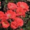 Coral Drift® Rose -Flowers Sales Store 602 2512 popup sw