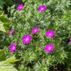 'Max Frei' Bloody Cranesbill -Flowers Sales Store 604 Geranium max frei 1