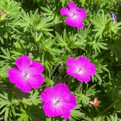 'Max Frei' Bloody Cranesbill 6 'Max Frei' Bloody Cranesbill -Flowers Sales Store 604 Geranium max frei 3
