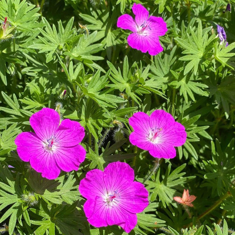 'Max Frei' Bloody Cranesbill 4 'Max Frei' Bloody Cranesbill - Image 3
