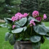 'Miss Piggy' Pigsqueak -Flowers Sales Store 605Bergenia MissPiggy 1