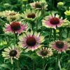 'Green Twister' Coneflower -Flowers Sales Store 605 2479 popup
