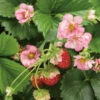 Berried Treasure® Pink Everbearing Strawberry -Flowers Sales Store 608 fragaria berried treasure pink
