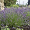 Phenomenal® Lavender -Flowers Sales Store 60dc7bc97d050f75eb374f7b7ee5fd10