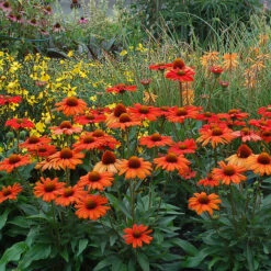 Kismet® Intense Orange Coneflower -Flowers Sales Store 626 2857 popup