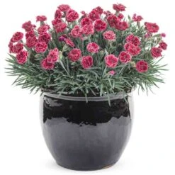 Fruit Punch® 'Black Cherry Frost' Dianthus -Flowers Sales Store 634 2695 popup