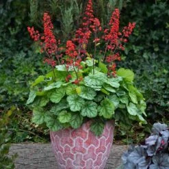 Dolce® 'Appletini' Coral Bells -Flowers Sales Store 635 2698 popup