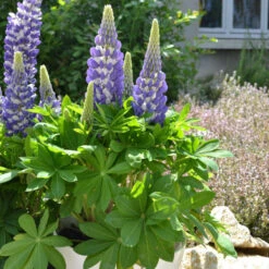 Mini Gallery™ Blue Bicolor Lupine 7 Mini Gallery™ Blue Bicolor Lupine -Flowers Sales Store 636297d97b3e498ffe72e6cc797ad19e