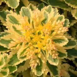 'Atlantis' Stonecrop -Flowers Sales Store 639 2718 popup e5add1f9 3377 4841 ac33 76dffe76c01b