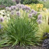'Bubble Bath' Allium 1 'Bubble Bath' Allium -Flowers Sales Store 658 Bubble Bath Allium 1