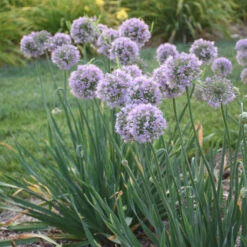'Bubble Bath' Allium 9 'Bubble Bath' Allium -Flowers Sales Store 658 Bubble Bath Allium 2