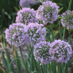 'Bubble Bath' Allium 8 'Bubble Bath' Allium -Flowers Sales Store 658 Bubble Bath Allium 3