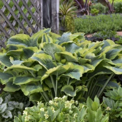 Shadowland® 'Seducer' Hosta 12 Shadowland® 'Seducer' Hosta -Flowers Sales Store 6598ef6fe9ffaa880ffbbb5ef687e47e