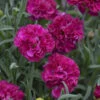 Fruit Punch® 'Funky Fuchsia' Dianthus -Flowers Sales Store 661 Fruit Punch Funky Fuchsia Dianthus 1