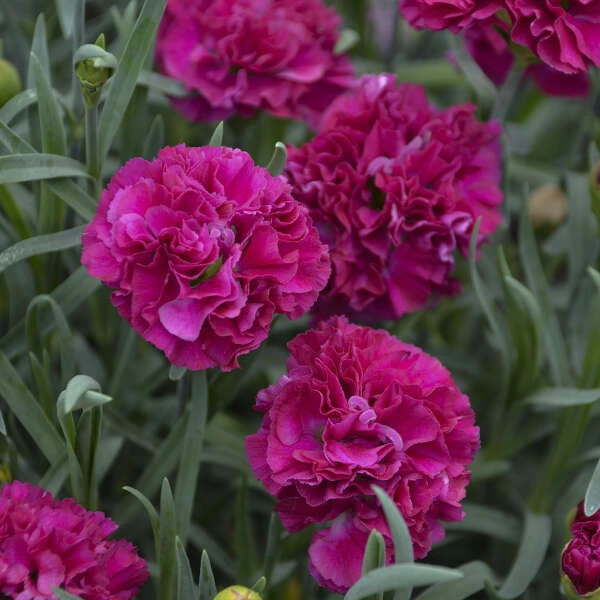 Fruit Punch® 'Funky Fuchsia' Dianthus 3 Fruit Punch® 'Funky Fuchsia' Dianthus