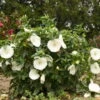 'Marshmallow Moon' Perennial Hibiscus -Flowers Sales Store 663371a1e741e663170db746b9a6f281