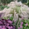 'Undaunted' Muhlygrass -Flowers Sales Store 665 Undaunted Muhlygrass 1