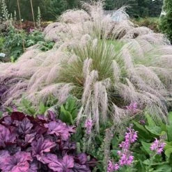 'Undaunted' Muhlygrass