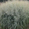 Prairie Winds® 'Niagara Falls' Switchgrass -Flowers Sales Store 666 Prairie Winds Niagara Falls Switchgrass 2