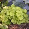 Primo® Pistachio Ambrosia Coral Bells 1 Primo® Pistachio Ambrosia Coral Bells -Flowers Sales Store 669 Primo Pistachio Ambrosia Coral Bells 1
