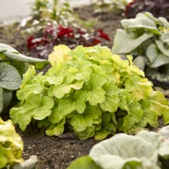 Primo® Pistachio Ambrosia Coral Bells 8 Primo® Pistachio Ambrosia Coral Bells -Flowers Sales Store 669 Primo Pistachio Ambrosia Coral Bells 3