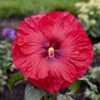 Summerific® 'Valentine's Crush' Perennial Hibiscus -Flowers Sales Store 671 Summerific Valentine s Crush Prennial Hibiscus 2