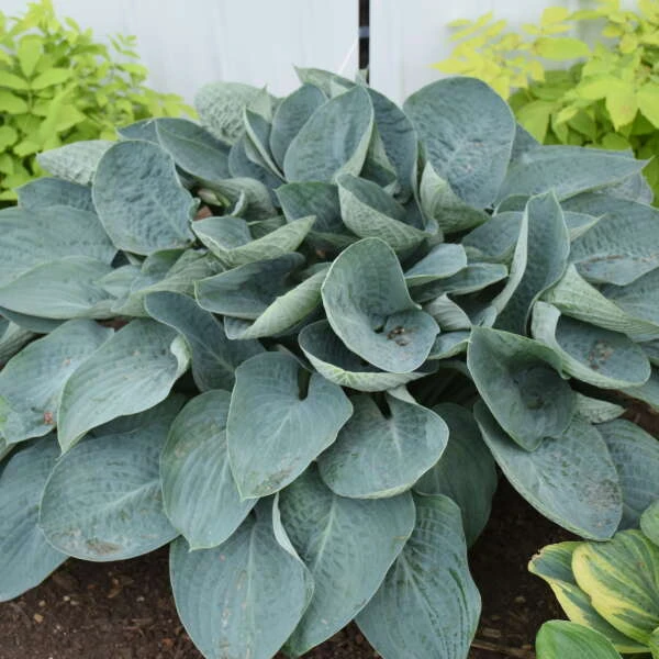 Shadowland® 'Above The Clouds' Hosta 4 Shadowland® 'Above The Clouds' Hosta - Image 2