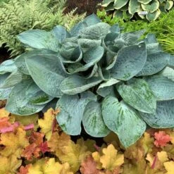 Shadowland® 'Above The Clouds' Hosta 8 Shadowland® 'Above The Clouds' Hosta -Flowers Sales Store 672 Shadowland Above The Clouds Hosta 3