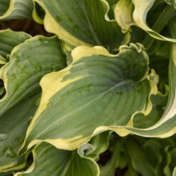 Shadowland® 'Voices In The Wind' Hosta -Flowers Sales Store 675 Shadowland Voices In The Wind Hosta 3