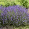 'Imperial Gem' Lavender 1 'Imperial Gem' Lavender -Flowers Sales Store 677 Imperial Gem Lavender 1
