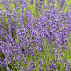 'Imperial Gem' Lavender -Flowers Sales Store 677 Imperial Gem Lavender 3