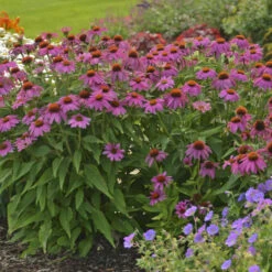 PowWow® Wild Berry Coneflower -Flowers Sales Store 67e5e69a254d934546bfa5ca86736fa0