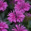 Upscale™ 'Lavender Taffeta' Bee Balm -Flowers Sales Store 680 Upscale Lavender Taffeta Bee Balm 1