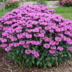 Upscale™ 'Lavender Taffeta' Bee Balm 8 Upscale™ 'Lavender Taffeta' Bee Balm -Flowers Sales Store 680 Upscale Lavender Taffeta Bee Balm 3