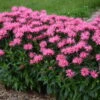 Upscale™ 'Pink Chenille' Bee Balm -Flowers Sales Store 681 Monarda Pink Chenille Bee Balm 1