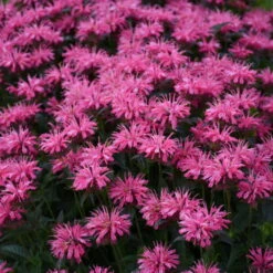 Upscale™ 'Pink Chenille' Bee Balm -Flowers Sales Store 681 Monarda Pink Chenille Bee Balm 3