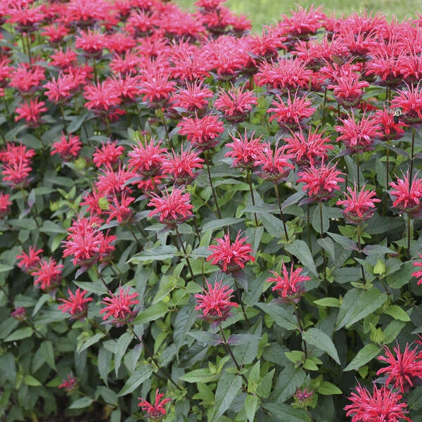 Upscale™ 'Red Velvet' Bee Balm 4 Upscale™ 'Red Velvet' Bee Balm - Image 2