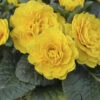 Prima Belarina® 'Spring Sun' Primrose -Flowers Sales Store 683 Prima Belarina Spring Sun Primrose 1