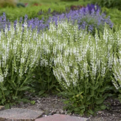 'White Profusion' Salvia -Flowers Sales Store 685 White Profusion Salvia 3
