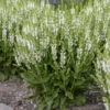 'White Profusion' Salvia -Flowers Sales Store 685 White Profusion Salvia 5