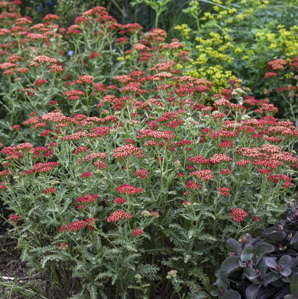 'Sassy Summer Sangria' Yarrow 3 'Sassy Summer Sangria' Yarrow