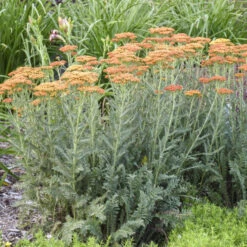 'Sassy Summer Sunset' Yarrow -Flowers Sales Store 688 Sassy Summer Sunset Yarrow 1
