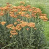 'Sassy Summer Sunset' Yarrow -Flowers Sales Store 688 Sassy Summer Sunset Yarrow 4