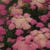 'Sassy Summer Taffy' Yarrow -Flowers Sales Store 689 Sassy Summer Taffy Yarrow 2