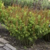 Decadence® 'Cherries Jubilee' False Indigo -Flowers Sales Store 697 Decadence Cherries Jubilee False Indigo 1