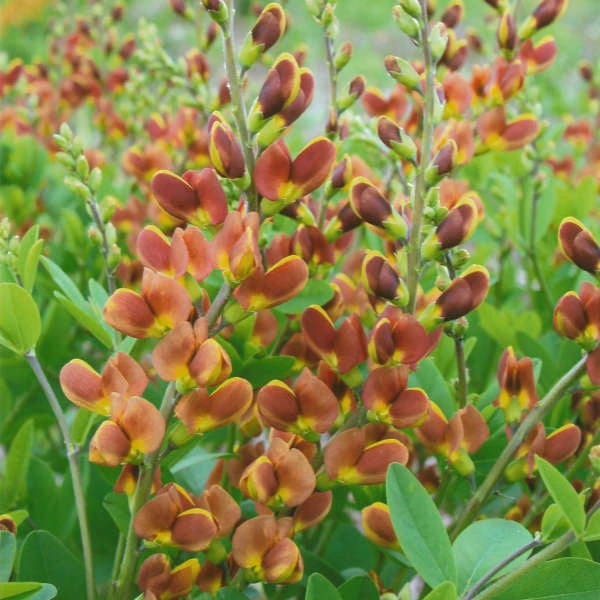 Decadence® 'Cherries Jubilee' False Indigo 4 Decadence® 'Cherries Jubilee' False Indigo - Image 2